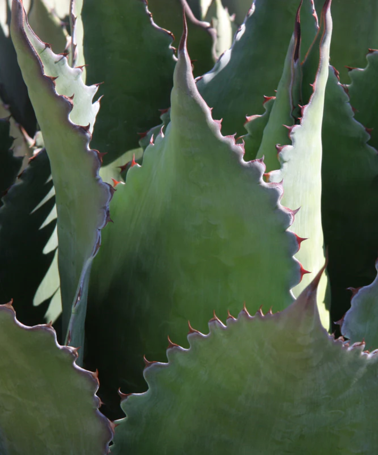 agave lip balm